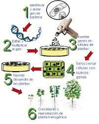 Fuentes Organismo Genéticamente Modificado