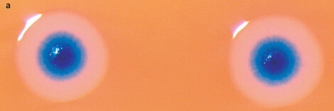 Fuentes Primera Célula Sintética Viva