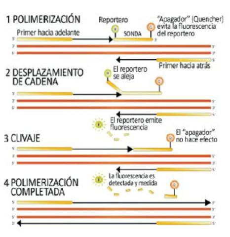 Q-PCR (PCR en tiempo real o cuantitativa) - (Aumentó su auge en 2005, pero es una técnica que está desarrollada desde 1997 y no encontré por quien exactamente)