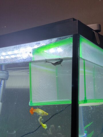 Emotional development-First Pet