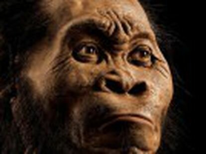 homo habilis