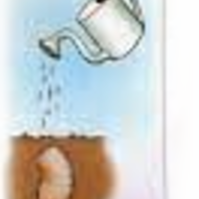 Timeline: Τα στάδια ανάπτυξης του φυτού