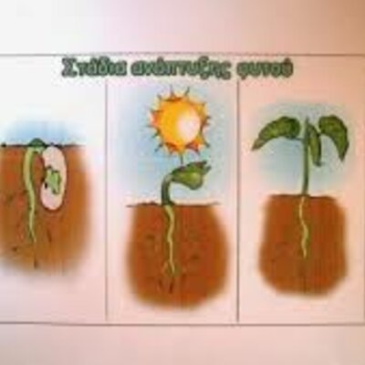 Timeline: Τα στάδια ανάπτυξης του φυτού 1