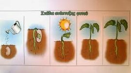 Timeline: Τα στάδια ανάπτυξης του φυτού 1