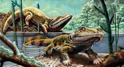 22:13  → Amphibian age