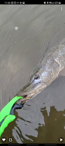 My coolest freshwater catch