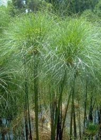 Em 2200 a.C os egípcios criam papel