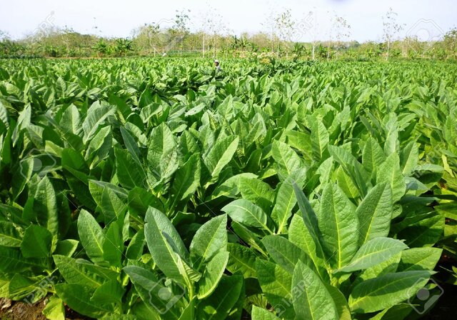 The First Tobacco Crop