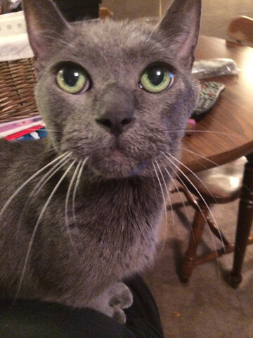 Losing Gray Kitty..