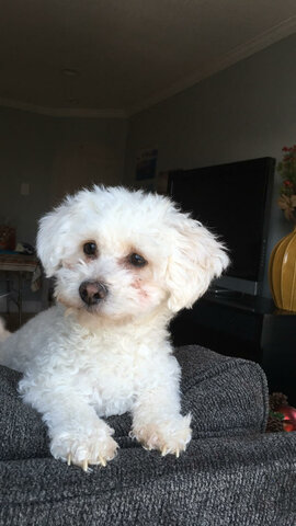 First Dog - Responsible