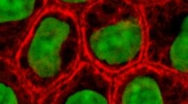 Timeline: The Cell Theory