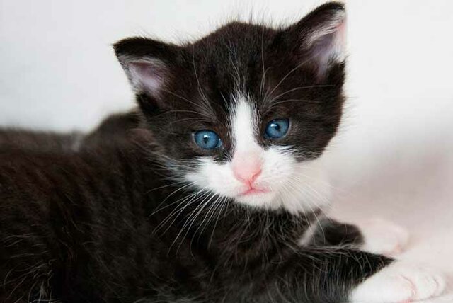 EL DIA QUE VAIG ANAR A BUSCAR LA MEVA MASCOTA