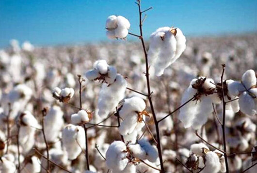 RESTRICTION OF COTTON
