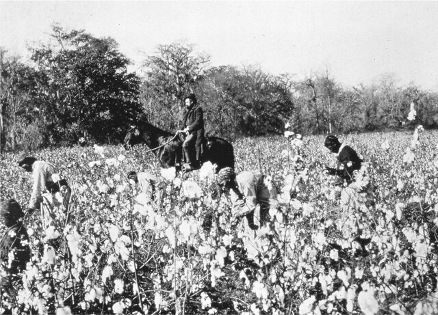 EXPLOTATION OF COTTON PLANTS IN AMERICA