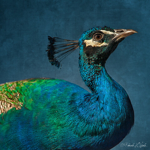 Kaede is Crowned Queen