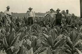 The First Tobacco Crop