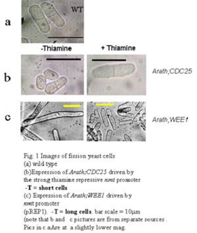 Hartwell and Cell Division Cycle