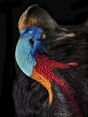 Age of the birds 23:39hrs.