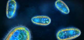 1st life forms→ 4:10 h