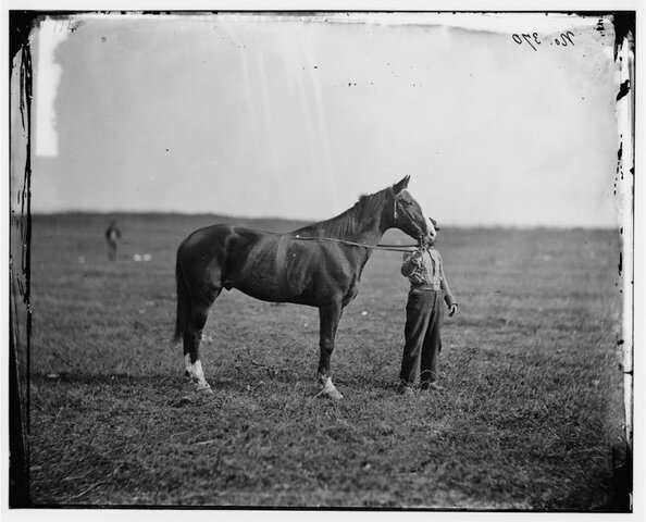 Horse loses sight in one eye