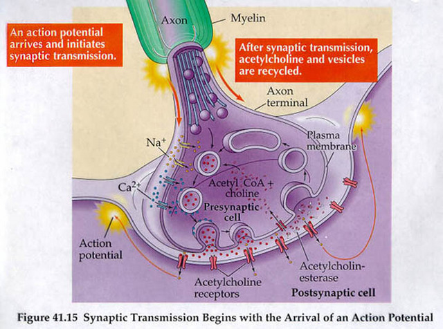 Greengard and Slow Synaptic Transmission