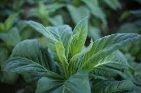 Tobacco is Discovered (Summer 1610)