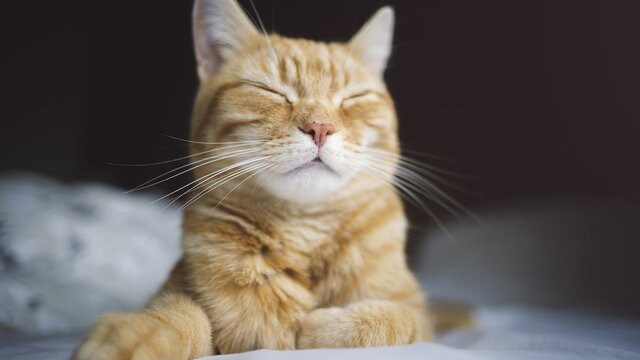 Caring with the cat (caring)