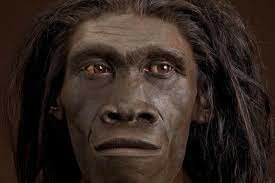 COMPARSA HOMO ERECTUS ERGASTER