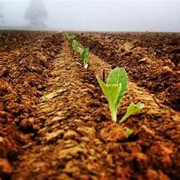 Food, Agriculture, Conservation, and Trade Act