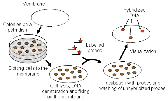 Grunstein and Hogness colony hybridisation method