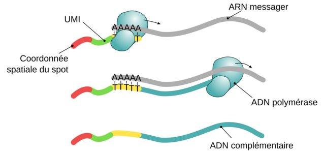 cDNA studies
