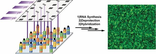 Microarray in situ