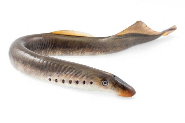 Age of the fish→ 21:37 h
