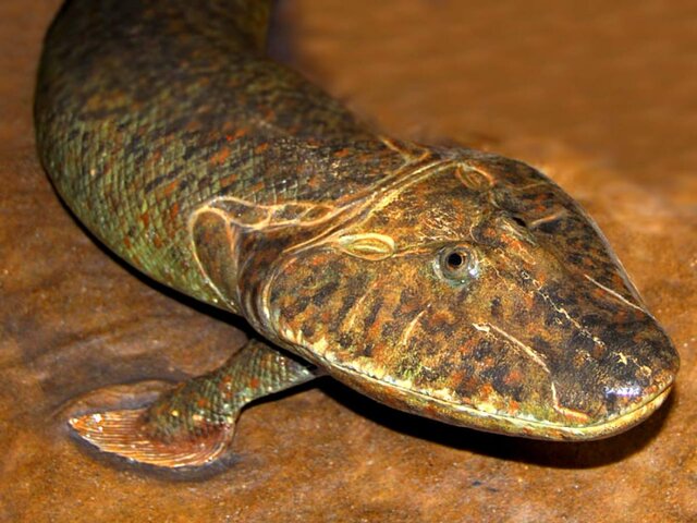Amphibian age → 22:13 h