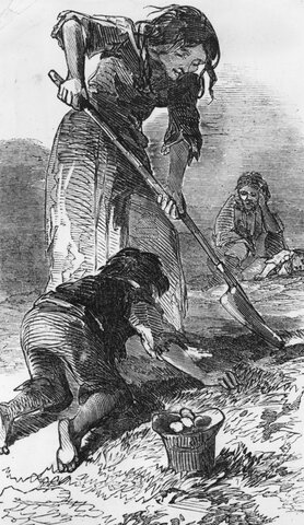 THE POTATO FAMINE