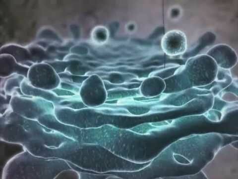 Eukaryotic cells (multicellular organisms).