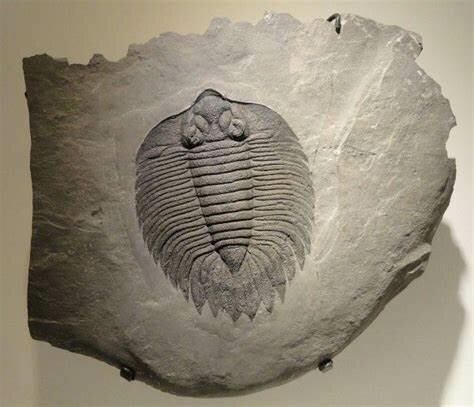 Guide fossils :arthropods