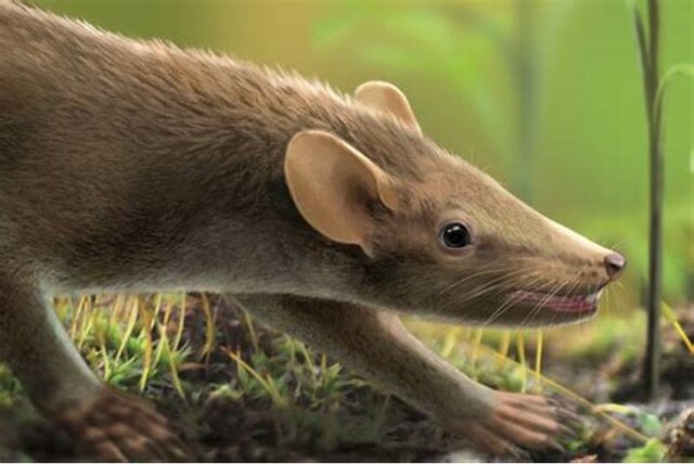 Biological event:first insects and mammals