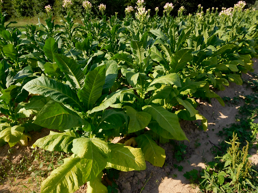 Tobacco was first planted