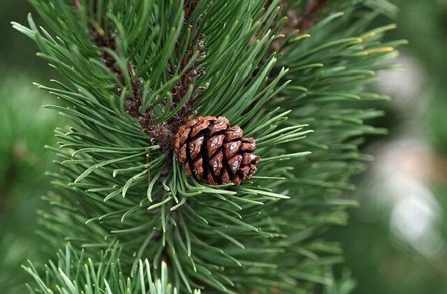 First terrestrial plants (gymnosperms) → 21:48