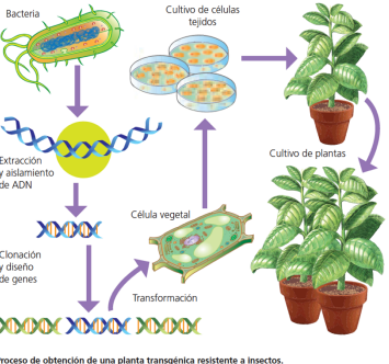 Cultivos de plantas transgénicas.