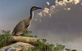 23:39 Age of the birds