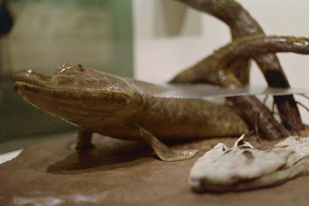 Amphibian age → 22:13