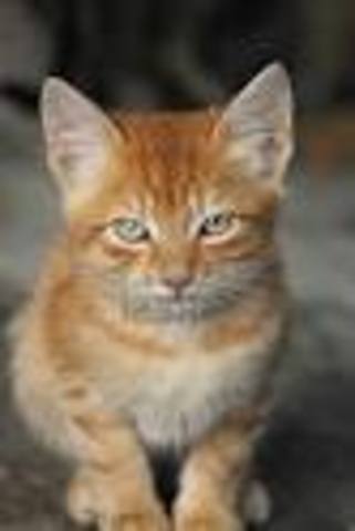 encuentre mi gato en las calles y lo adopte