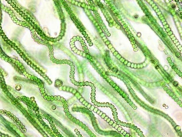 1st life forms→ 4:10 h