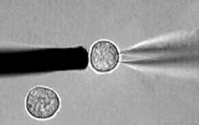 Neher and Sakmann patch-clamp