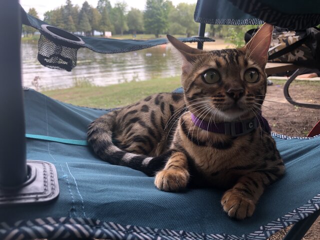 L’arrivée de Misha