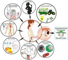 Teratogens & Delivery Mortality Rate