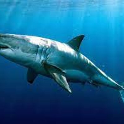 Timeline: A minha linha de vida