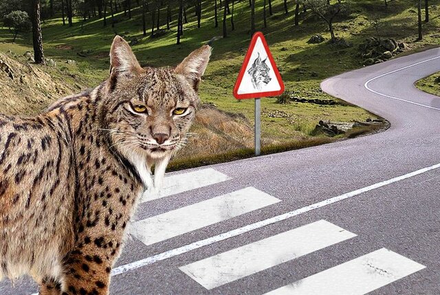 Se pide “reverdecer” las carreteras